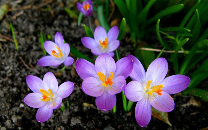 crocuses purple flowers-High Quality Wallpaper Views:6995 Date:2015/10/30 9:14:58