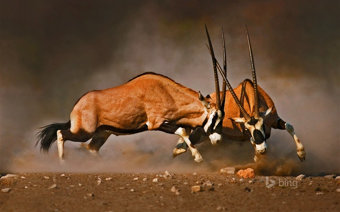 gemsboks affrontent la Namibie-Octobre 2015 Bing Fond d'écran Vues:7696