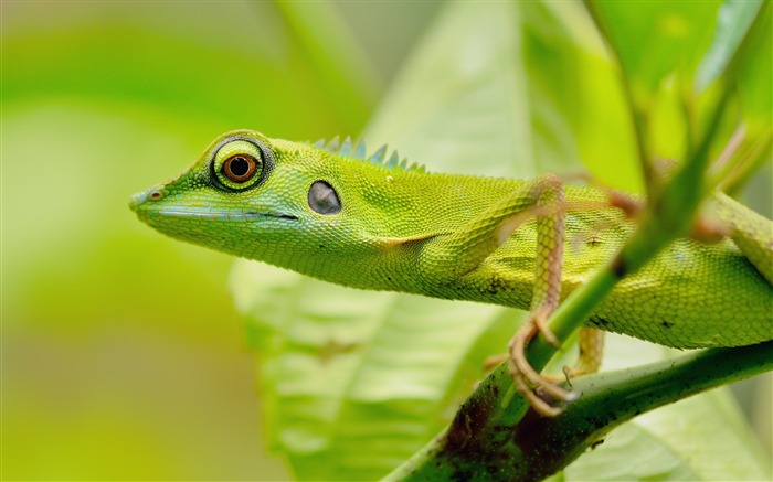 Olhos de lagarto verde - Papel de parede de alta qualidade Visualizações:7441