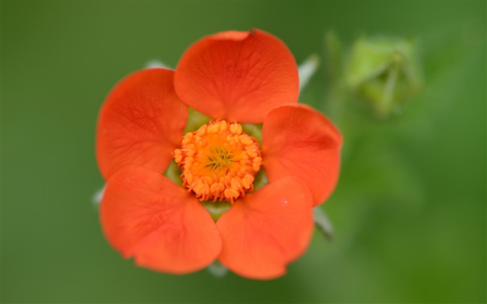 peu de fleur d'oranger-photo fond d'écran Vues:6663