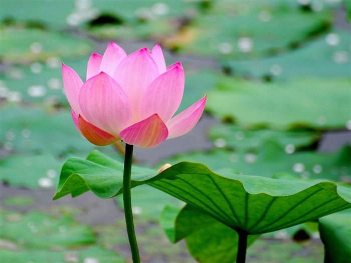 feuille de lotus de l'eau de fleur d'étang-photo fond d'écran Vues:12561