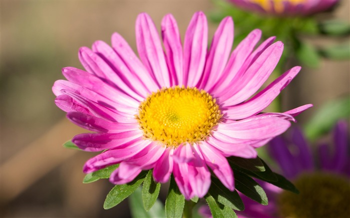 rose fleur China aster-photo fond d'écran Vues:6467