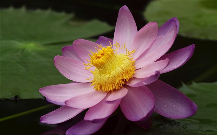 l'eau de nénuphar rose-photo fond d'écran Vues:6731