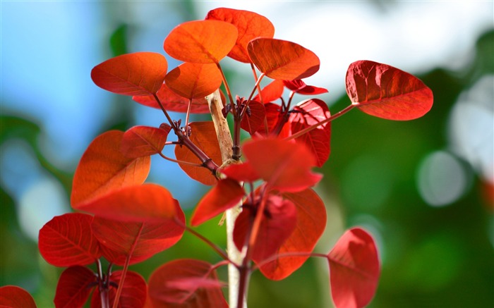 papel de parede de alta qualidade do bokeh vermelho Visualizações:6892