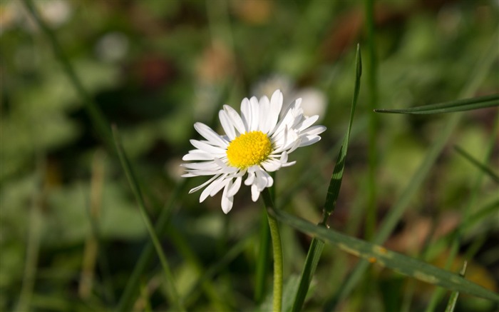 seule l'herbe marguerite-photo fond d'écran Vues:7841