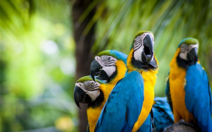 sweet macaw parrots-High Quality Wallpaper Views:8744 Date:2015/10/30 9:19:49