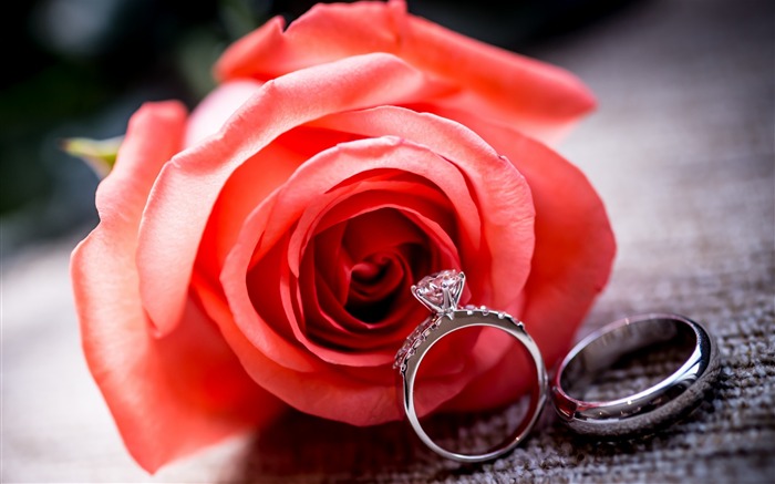 wedding rings rose flower-High Quality Wallpaper Views:9506 Date:2015/10/30 9:22:51