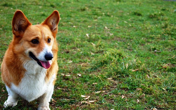 welsh corgi dog grass-Photo HD Wallpaper Views:10607 Date:2015/10/29 7:13:21