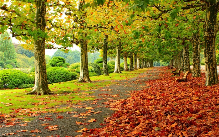 Automne Nature Photographie HD fond d'écran Vues:44366