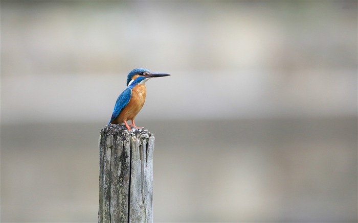 ベルト付きのカワセミ-写真のHDの壁紙 ブラウズ:8435