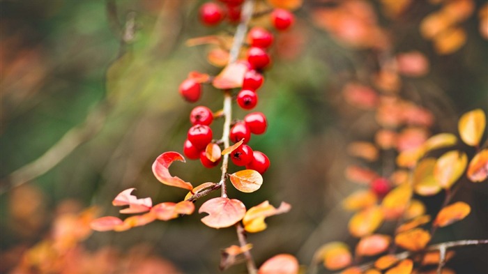 Baies rouges branche automne-Haute Qualité HD Fond d'écran Vues:6611