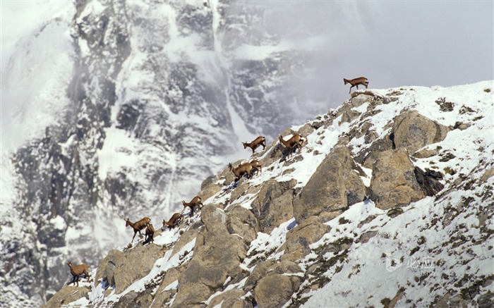 British Pyrenees addiction antelope-November 2015 Bing Wallpaper Visualizações:8277