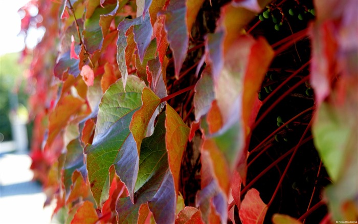 Colorful leaves-November 2015 Bing Wallpaper Views:6394 Date:2015/11/30 9:53:12