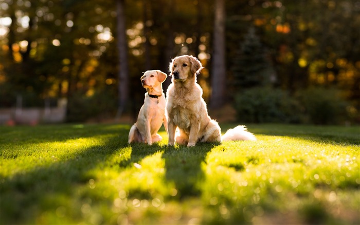 蒸気夏草を犬-写真のHDの壁紙 ブラウズ:8478