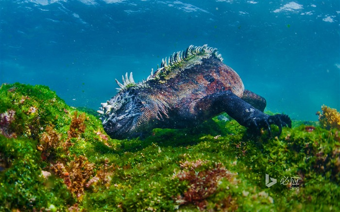 Iguarias marinhas do Equador - novembro de 2015 Bing Wallpaper Visualizações:8518