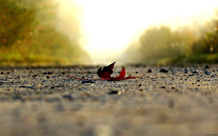 Falling autumn leaves-November 2015 Bing Wallpaper Views:7222 Date:2015/11/30 9:51:28