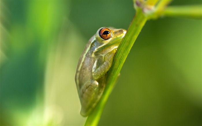 Frog Macro-photo HD fond d'écran Vues:7861