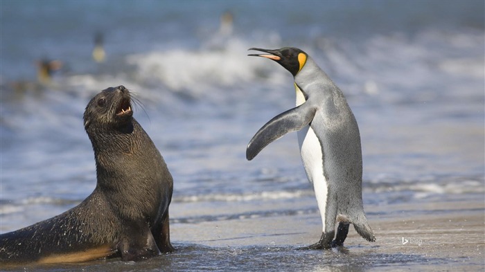 Fur seals and penguins-Bing Desktop Wallpaper Views:11864 Date:2015/11/12 8:21:39