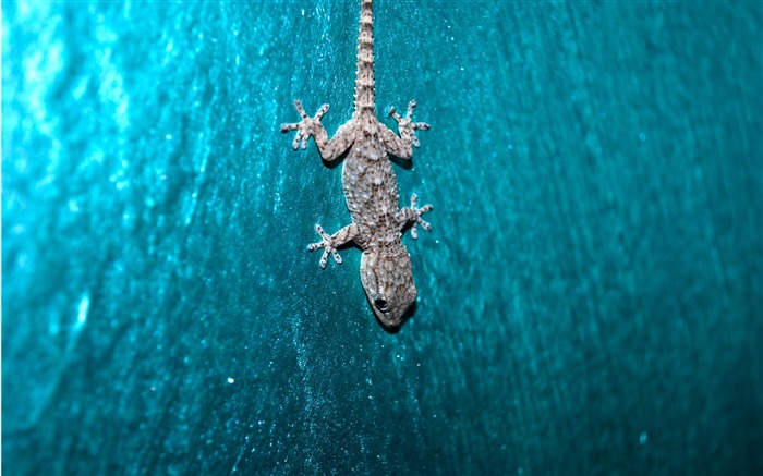 Gecko sur le mur-photo HD fond d'écran Vues:10700