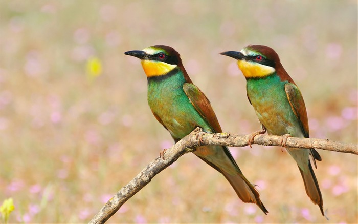 Golden Bee Eater Bird - papel de parede de alta qualidade Visualizações:7450