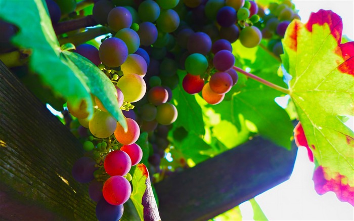 Fondo de pantalla de alimentos de frutas de sombra de hojas de uvas Vistas:7831