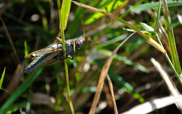 Grasshopper herbe-photo HD fond d'écran Vues:7375