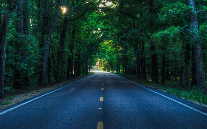 Green Forest Road-Nature Photo fondo de pantalla HD Vistas:14267