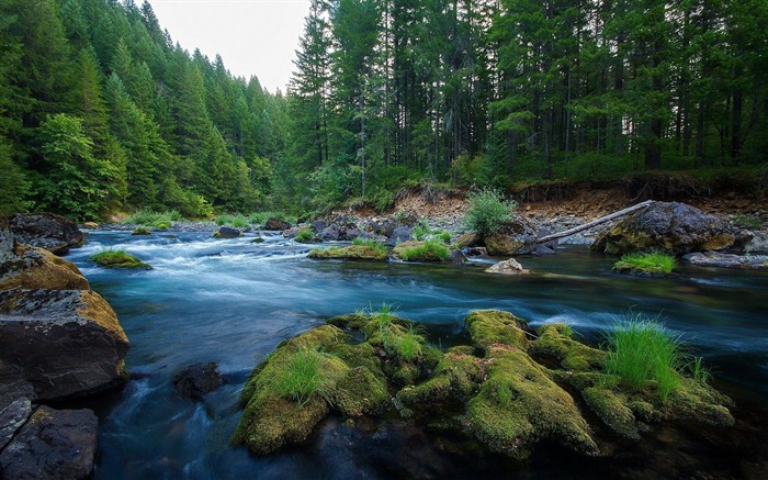 Green wood pretty water stream-Travel HD Wallpaper Views:11342 Date:2015/11/9 5:33:09