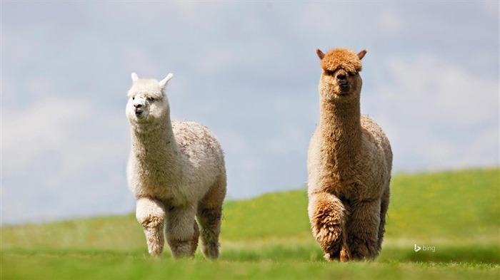 Happy Alpaca-Bing Fondos de Escritorio Vistas:19073