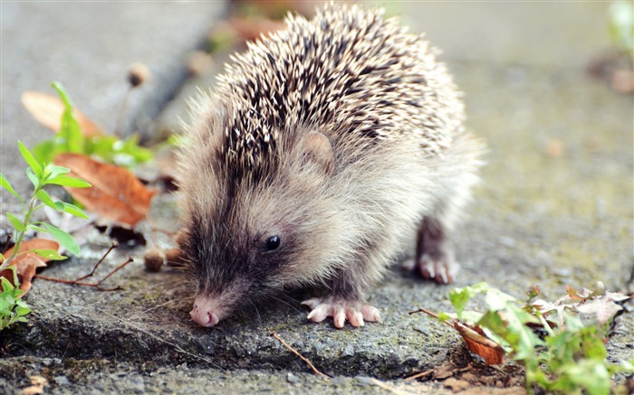 Hedgehog deixa espinhos - Wallpapers de alta qualidade Visualizações:7950