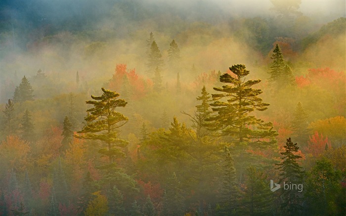 Parque Provincial do Lago Superior, Ontário, novembro de 2015, papel de parede do Bing Visualizações:7588