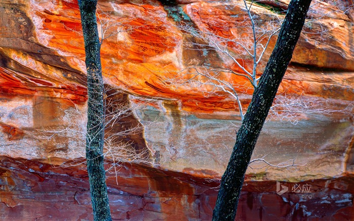 Oak Creek Canyon Arizona - novembro de 2015 Bing Wallpaper Visualizações:7631