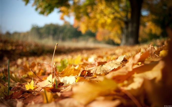 Automne feuilles d'oranger macro-Novembre 2015 Bing Fond d'écran Vues:10006