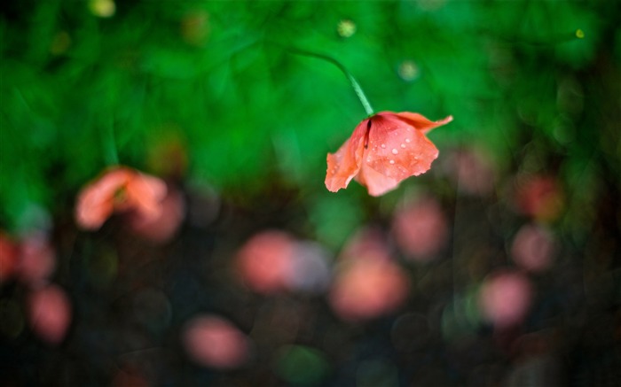 罂粟花绿色背景虚化-植物高清壁纸 浏览:7309