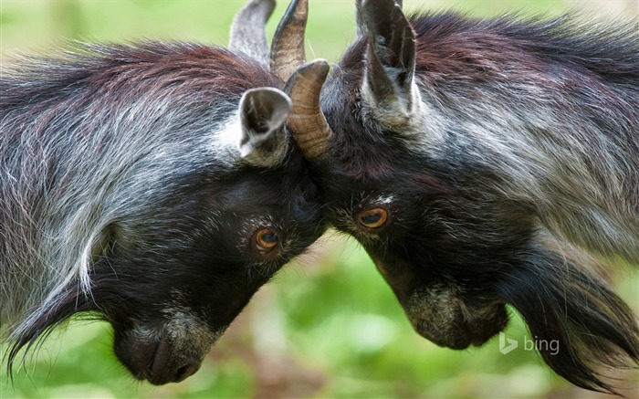 Cabras de gansos pigmeus - novembro de 2015 Papéis de parede de Bing Visualizações:6978