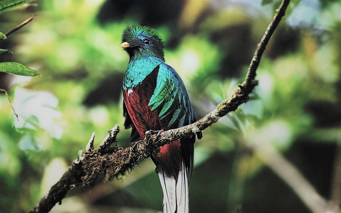 Quetzal oiseau-photo HD fond d'écran Vues:7817