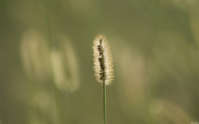 Simple herbe-Novembre 2015 Bing Fond d'écran Vues:7590