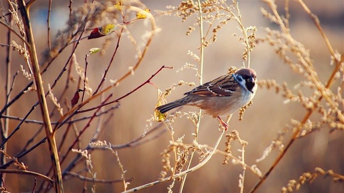 麻雀鳥 - 動物桌面壁紙 查看次數:9081