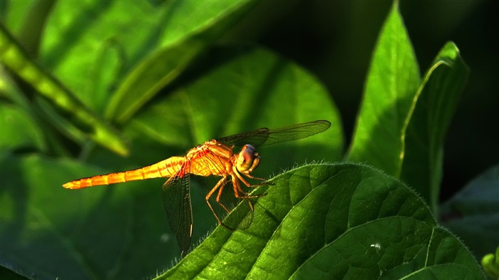 Summer animal dragonfly desktop wallpaper Views:23442