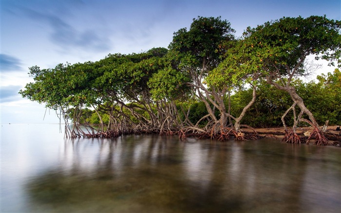 Trees roots lake surface-Travel HD Wallpaper Views:8533 Date:2015/11/9 5:51:50