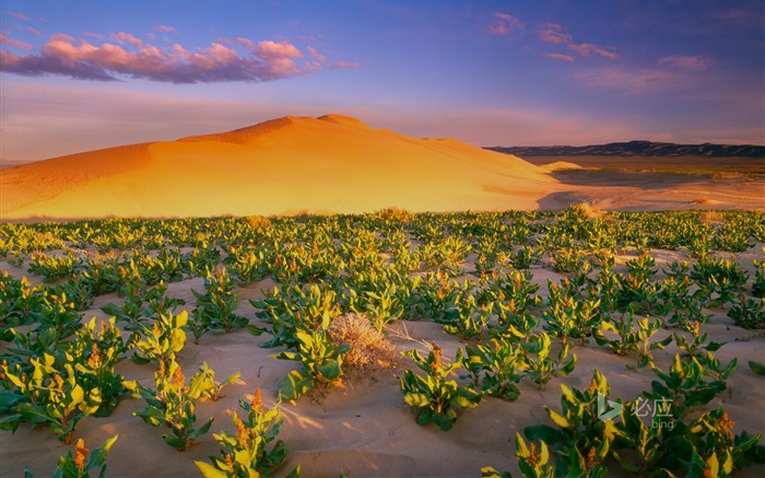 Washington White Brad Firth wilderness - novembro de 2015 Bing Wallpaper Visualizações:8346