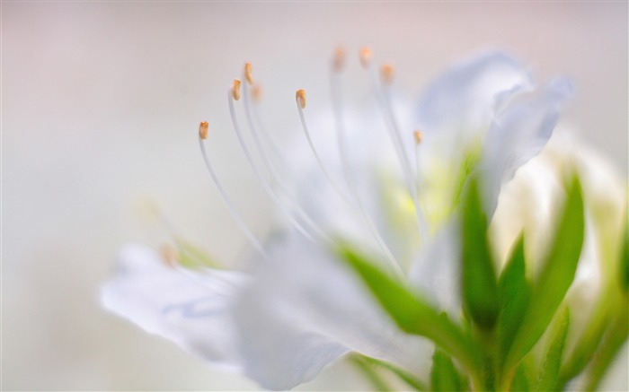 白色杜鹃的花-植物高清壁纸 浏览:7036