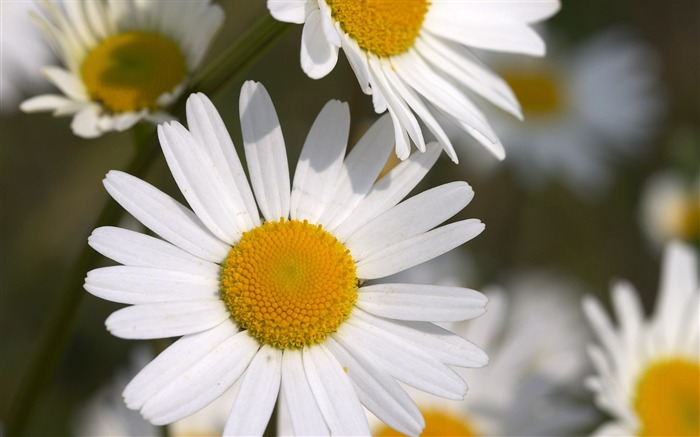 Margaridas brancas flores pétalas-macro foto papel de parede Visualizações:8166