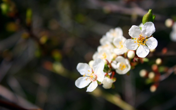 ホワイト花の枝春-マクロ写真の壁紙 ブラウズ:7666