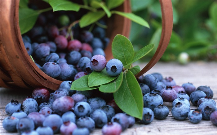 bilberry berry crop basket-HD desktop Wallpaper Views:7424 Date:2015/11/21 7:34:52