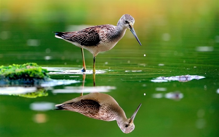 鳥綠水飛 - 動物桌面壁紙 查看次數:6630