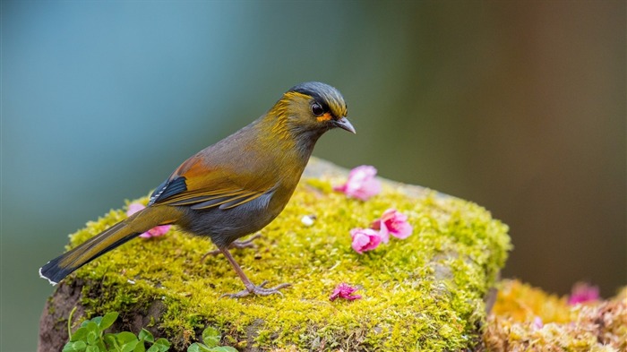 鳥坐在春天的樹枝上 - 動物桌面壁紙 查看次數:7122