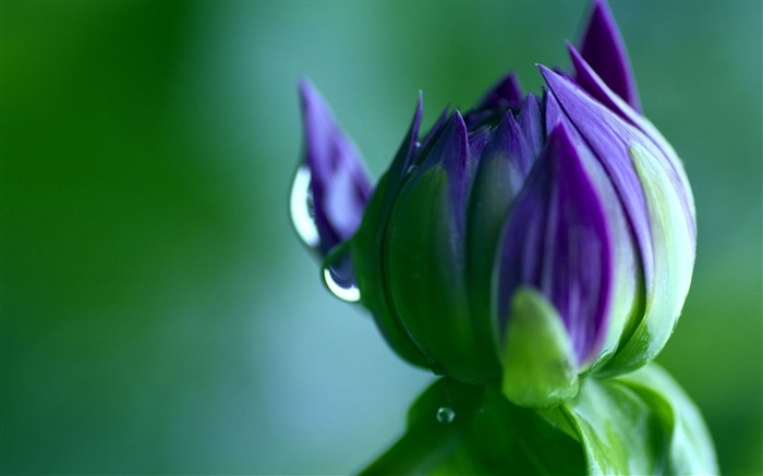 pétalas de flores gota sombra-macro foto papel de parede Visualizações:6511