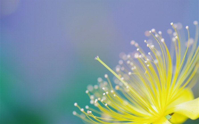 pétala de planta de flor-macro foto papel de parede Visualizações:7175