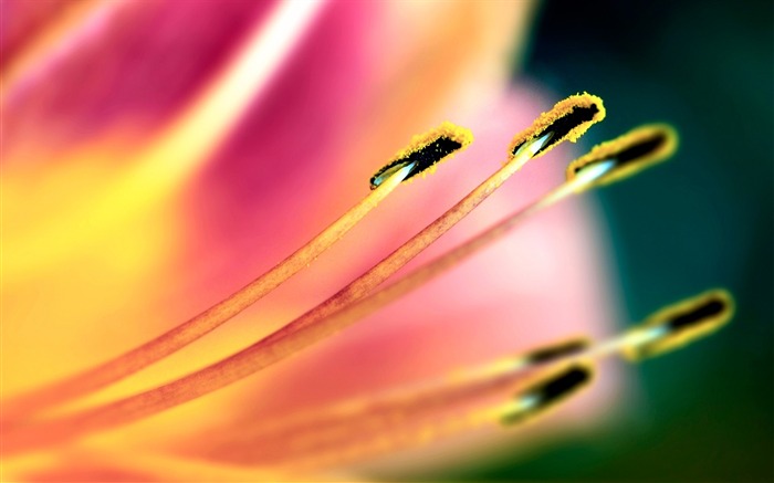 flower stamen pollen petals-macro photo wallpaper Views:6450 Date:2015/11/12 6:11:42